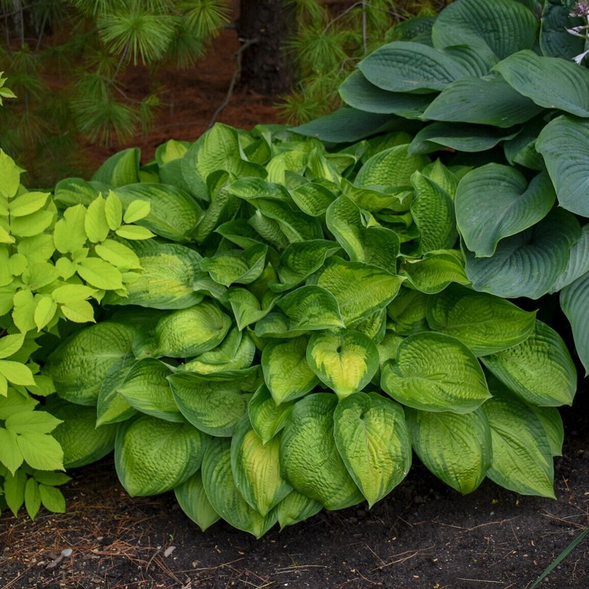 Hosta Paradigm Rooted 5.25" Pot Perennial Shade Colorful Variety Corrugated