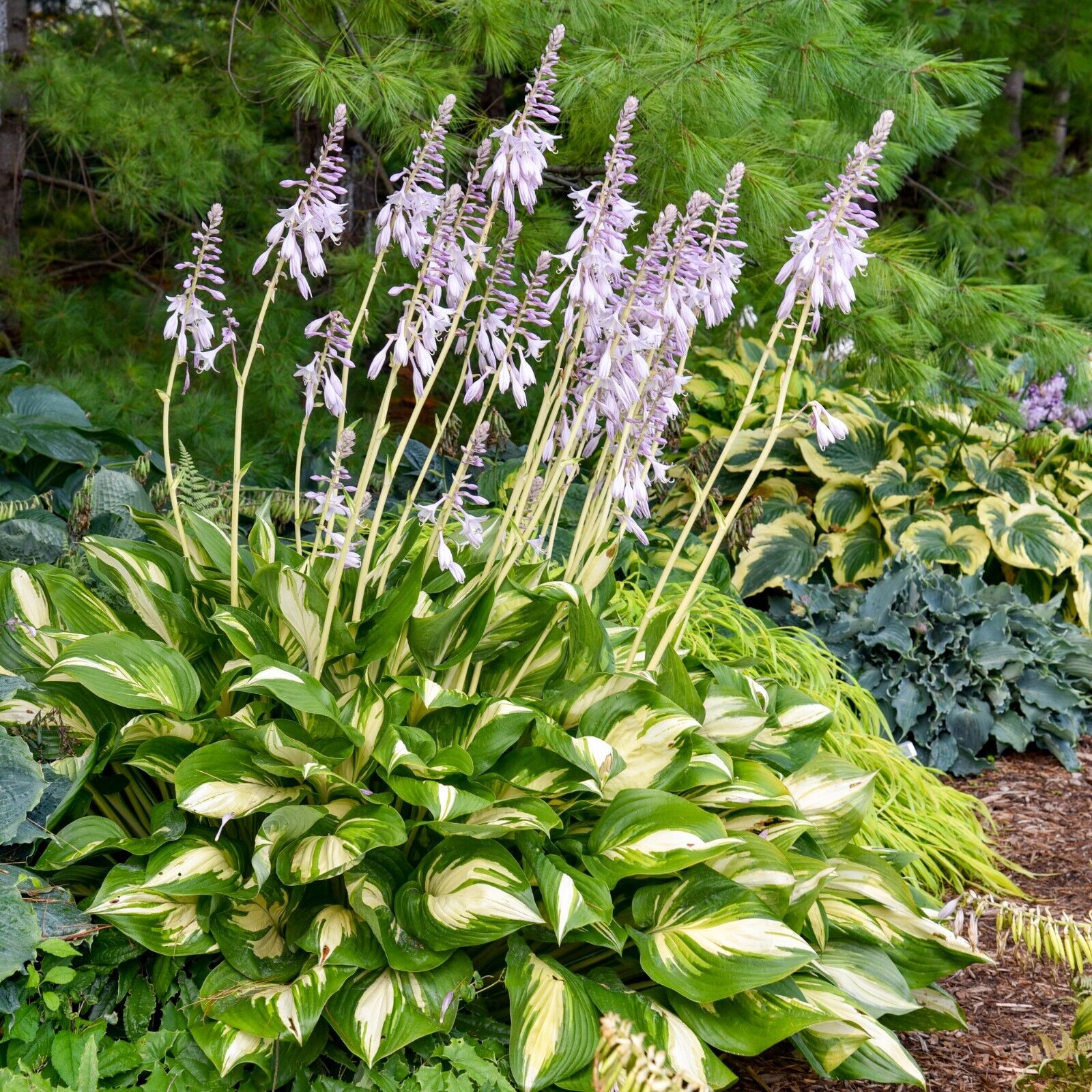 Hosta Miss America 5.25" Pot Well Rooted Perennial Shade 2025 Hosta of the Year!