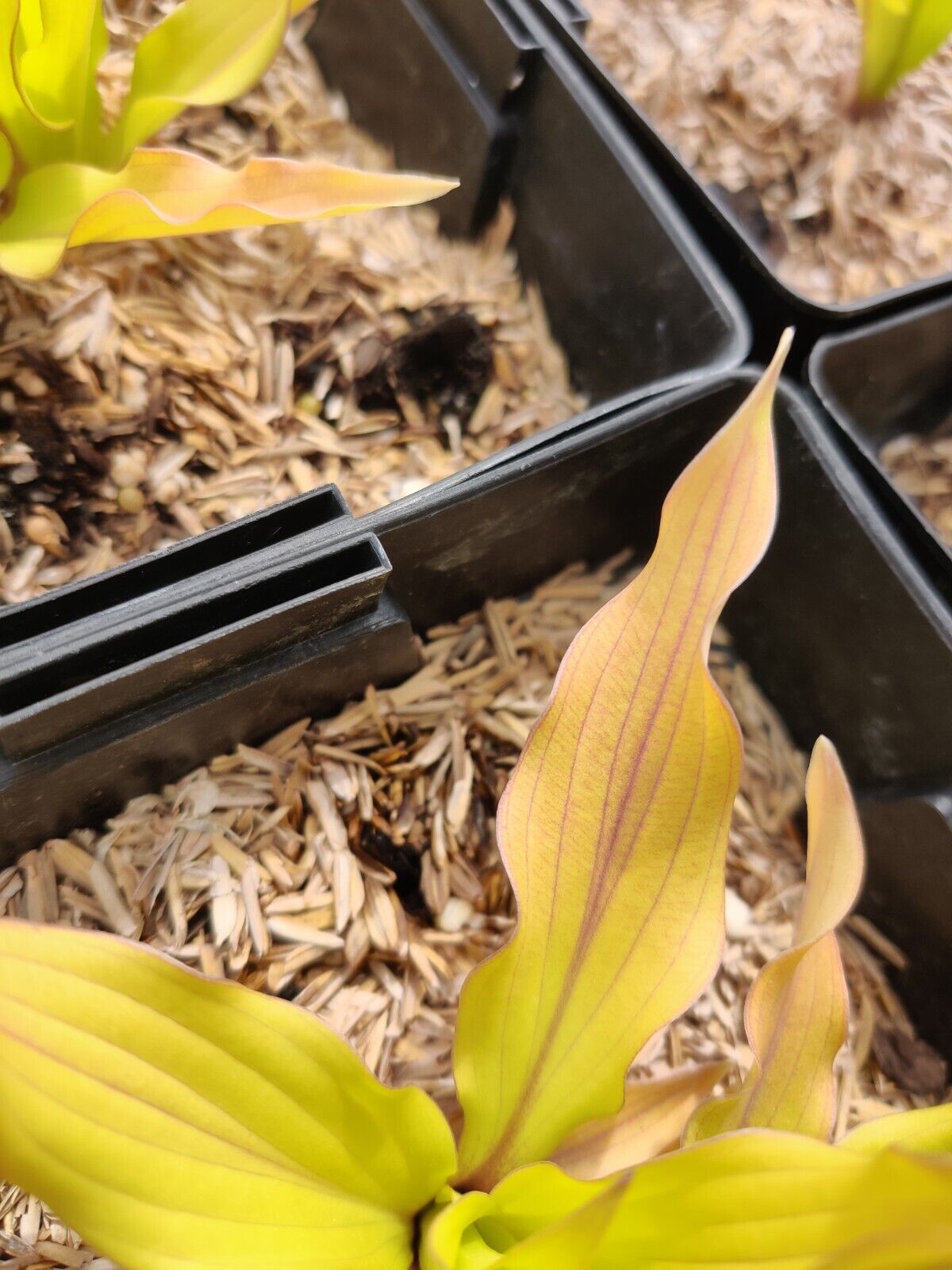 Hosta Light the Match Well Rooted 5.25" Pot Perennial Shade Blusher Rare