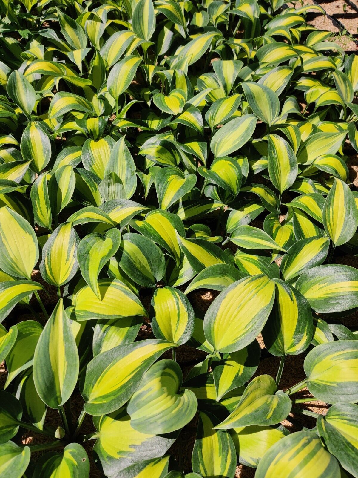 Hosta Party Popper Rooted 5.25" Pot Perennial Colorful Shade Plant