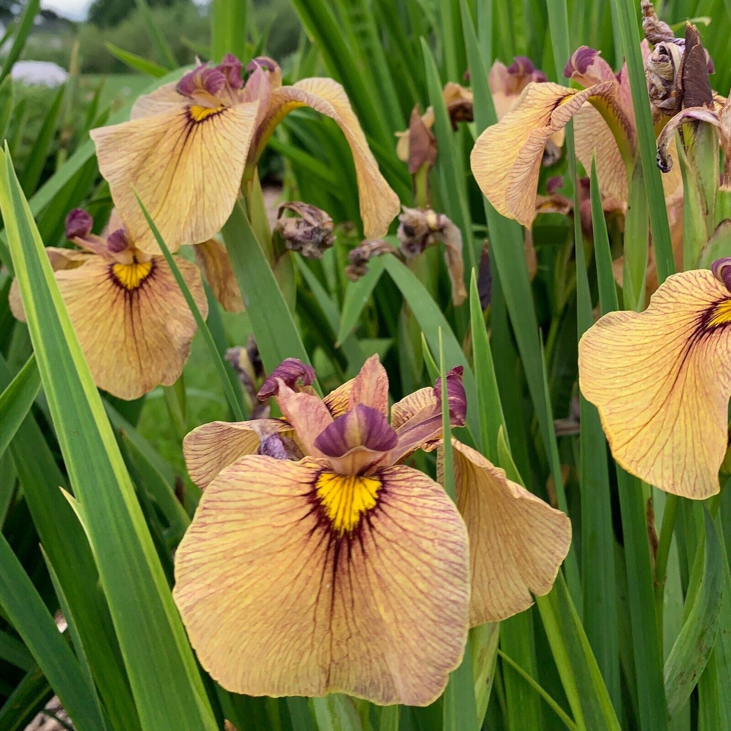 Iris pseudata 'Yarai' "Night Thunder' Plant Rooted 5.25" Pot Perennial