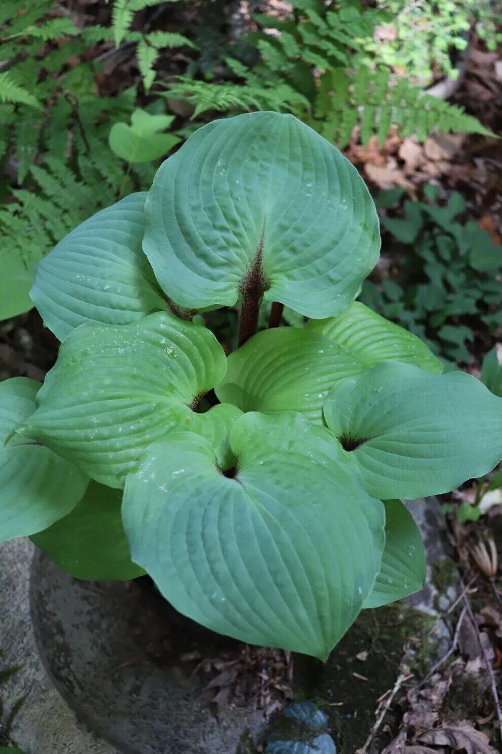 Hosta Calm Before the Storm Well Rooted 5.25" Pot Perennial Shade Hardy Plant