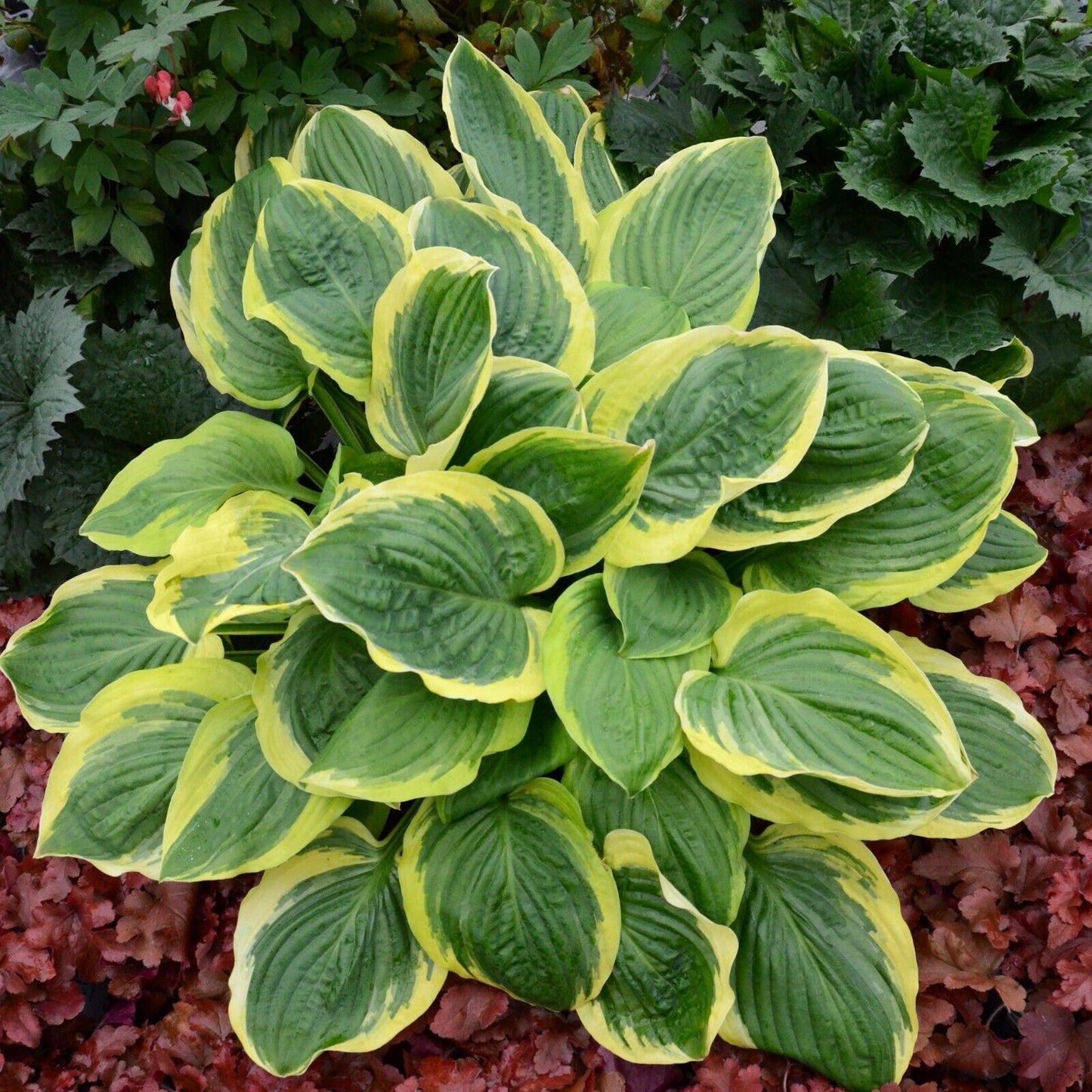 Hosta Royal Wedding Well Rooted 5.25" Pot Perennial Shade Hardy Plant