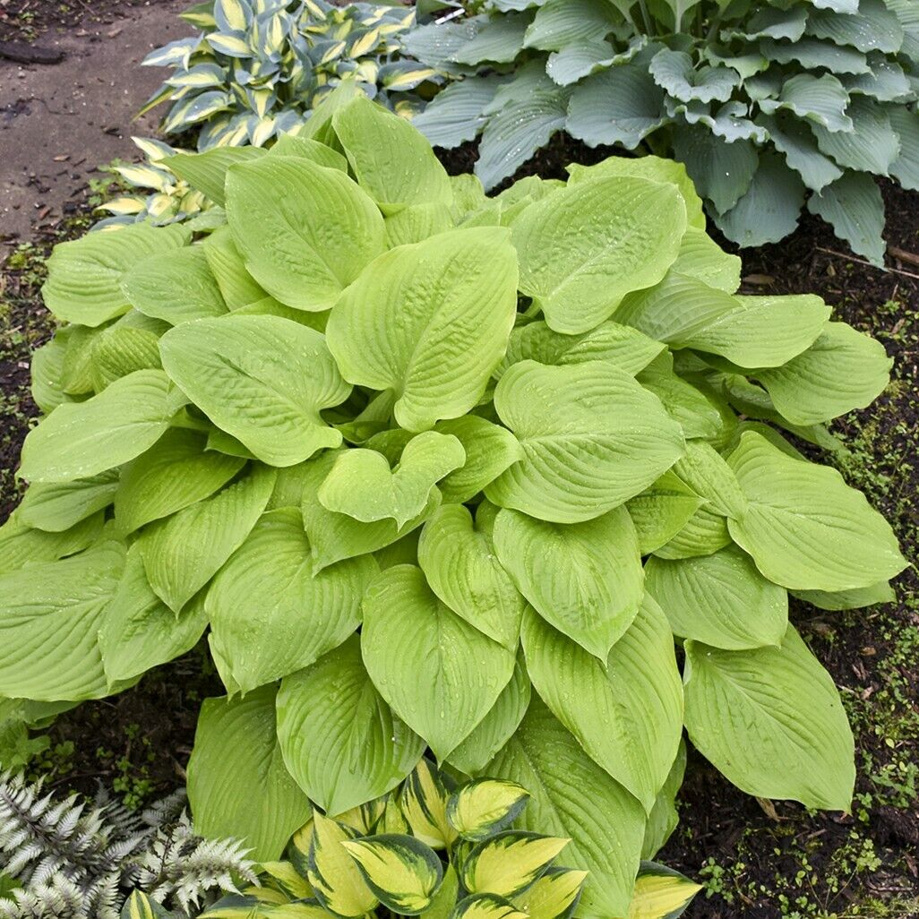 Hosta Age of Gold Well Rooted 5.25" Pot Perennial Shade Corrugated Plant