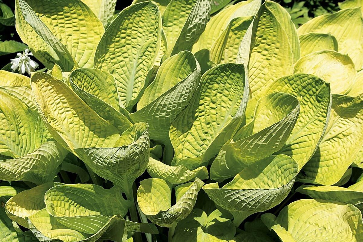 Hosta World Cup 5.25" Pot Well Rooted Perennial Plant 2018 Hosta of the Year!