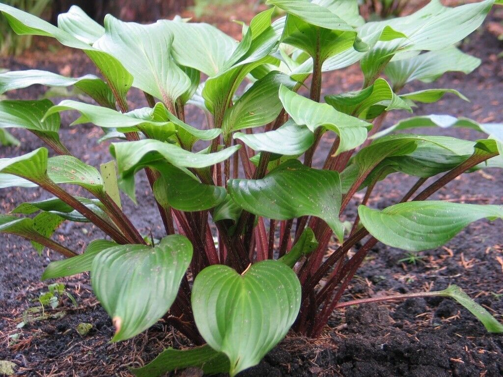 Hosta Xcuse Me Well Rooted 5.25" Pot Perennial  Plant Red Stems!