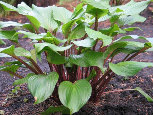Hosta Xcuse Me Well Rooted 5.25" Pot Perennial  Plant Red Stems!