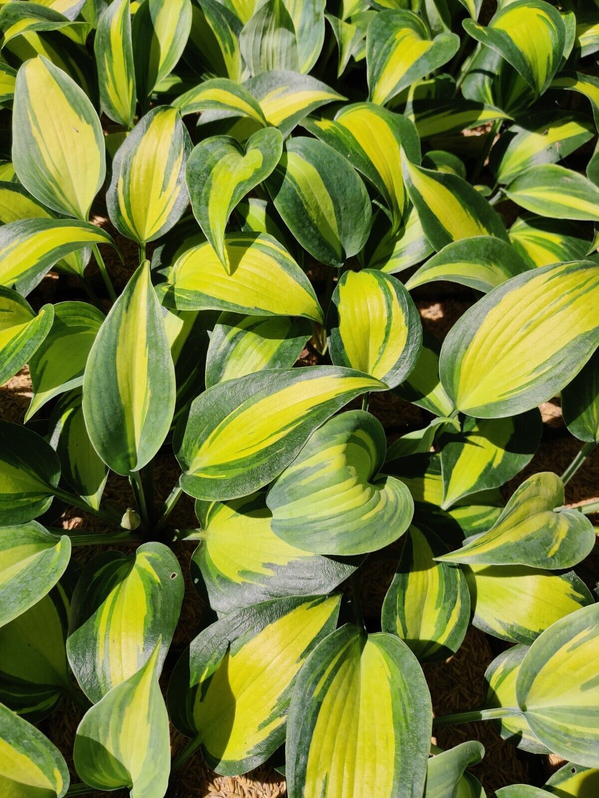 Hosta Party Popper Rooted 5.25" Pot Perennial Colorful Shade Plant