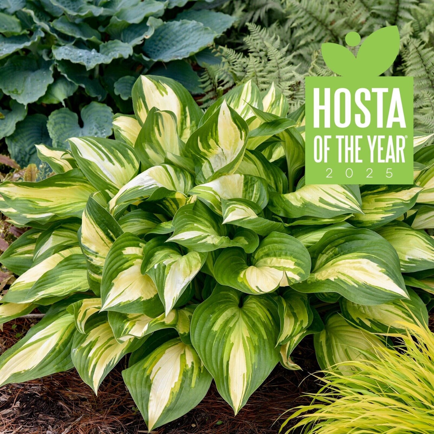 Hosta Miss America 5.25" Pot Well Rooted Perennial Shade 2025 Hosta of the Year!