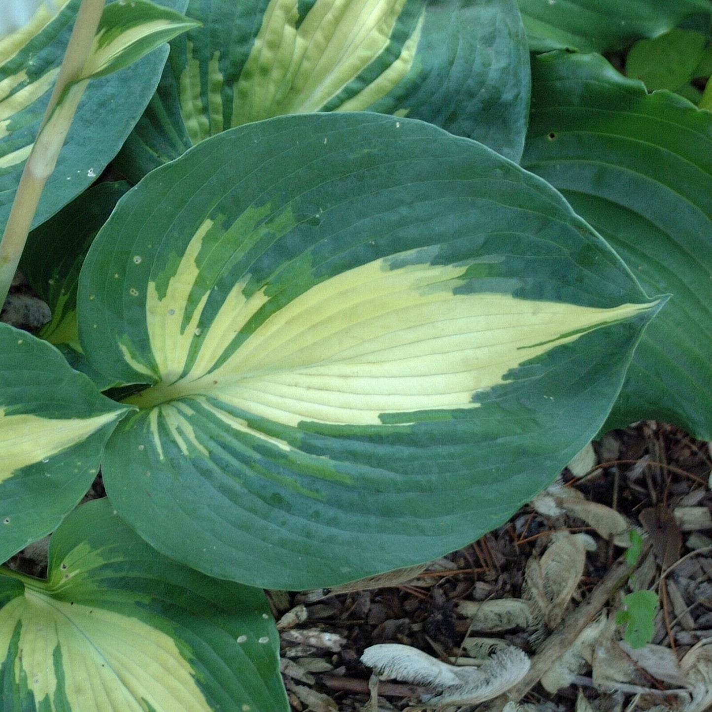 Hosta Dream Weaver Well Rooted 5.25" Pot Perennial  Plant