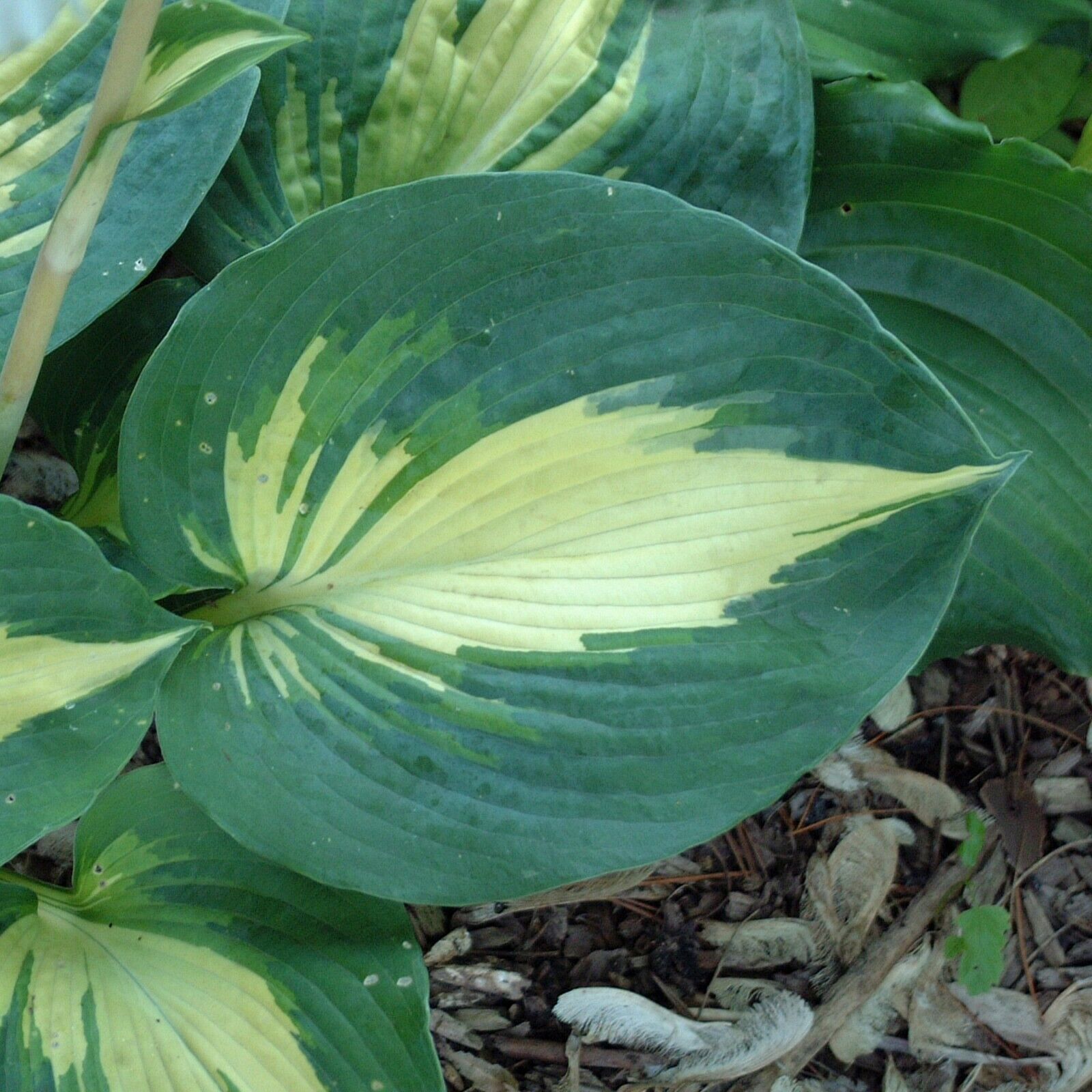 Hosta Dream Weaver Well Rooted 5.25" Pot Perennial  Plant