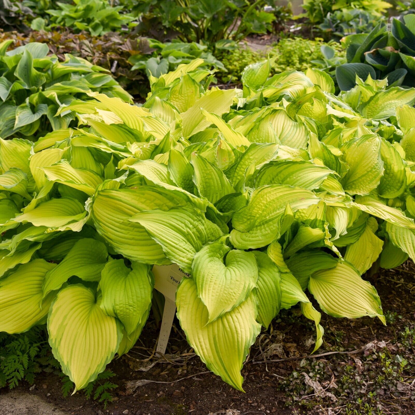 Hosta First Dance Well Rooted 5.25" Pot Perennial Shade