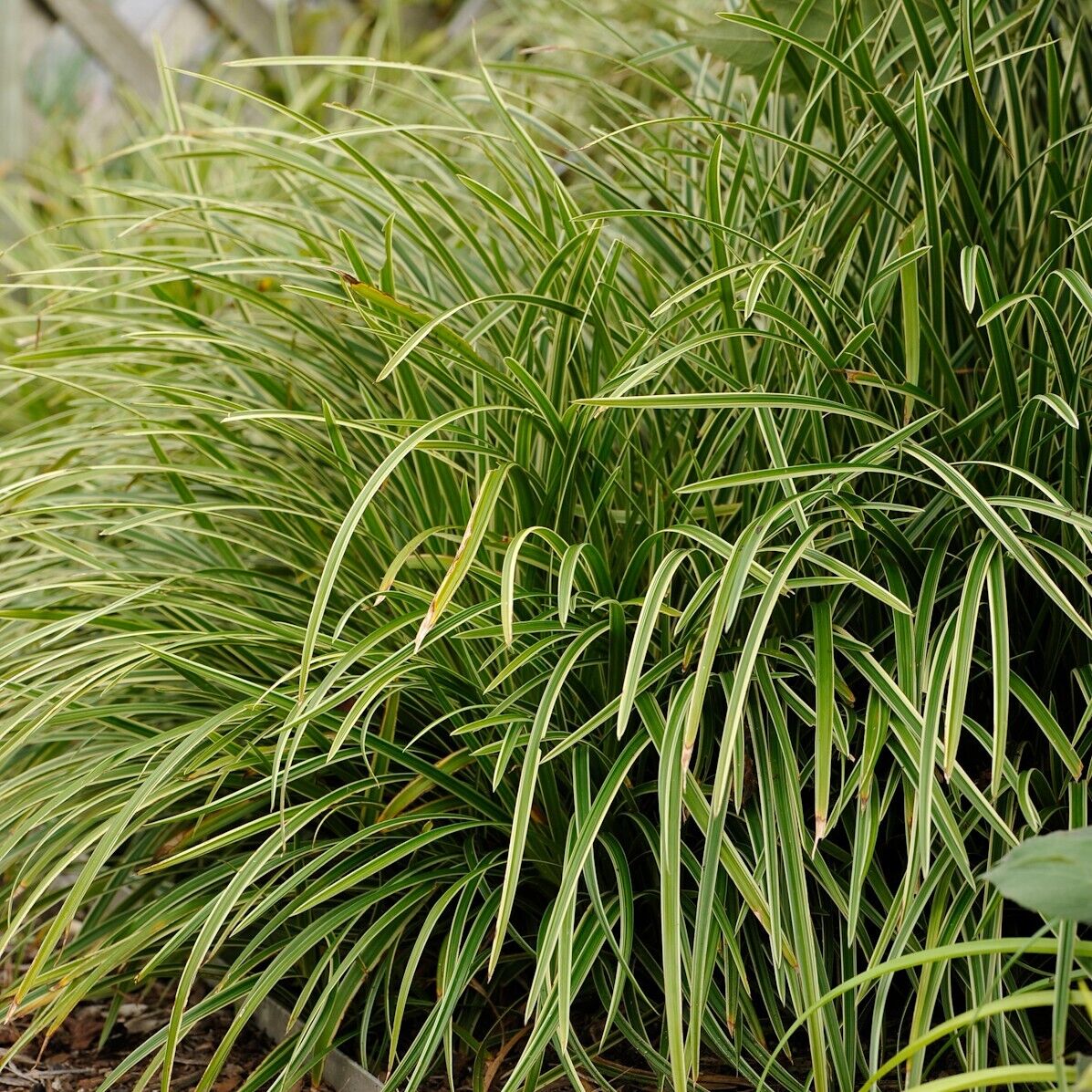 Carex marrowii 'Ice Dance' Variegated Sedge Shade Grass Hosta Companion