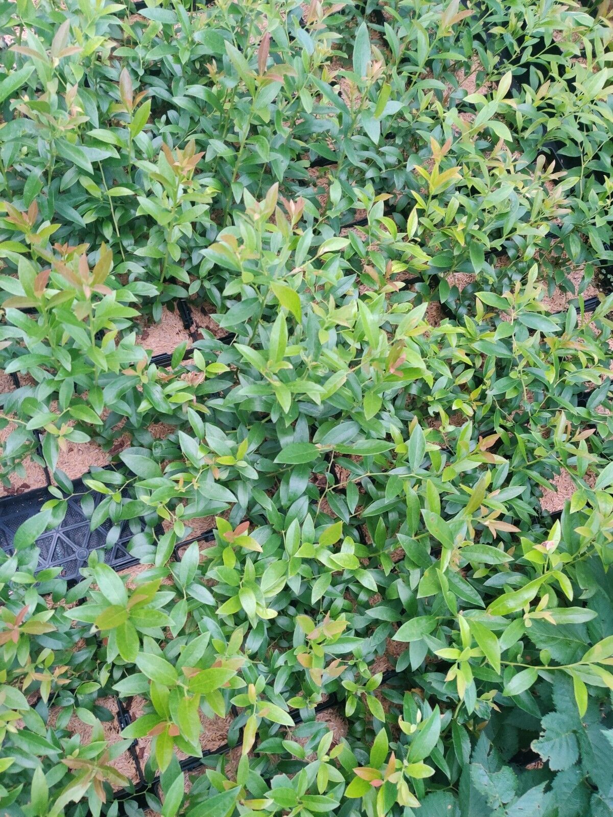 Pink Lemonade Blueberry Edible Fast Growing Fruit 5.25" Pot Perennial UNIQUE