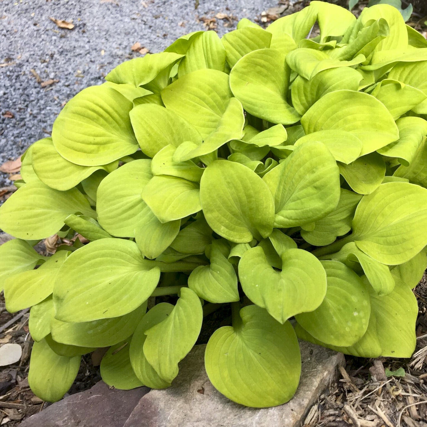 Hosta Sun Mouse Well Rooted 5.25" Pot Perennial Shade Plant MINI Established
