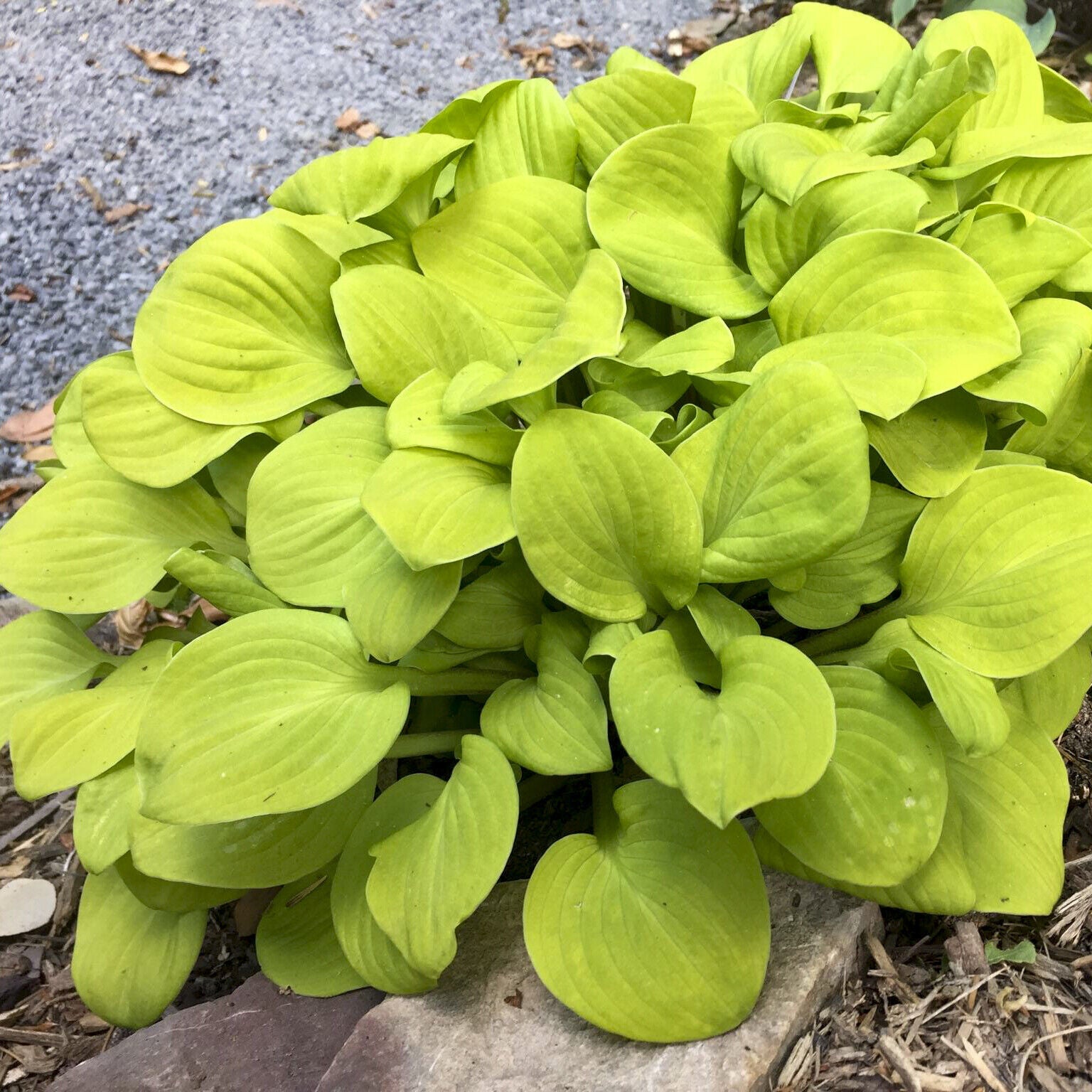 Hosta Sun Mouse Well Rooted 5.25" Pot Perennial Shade Plant MINI Established