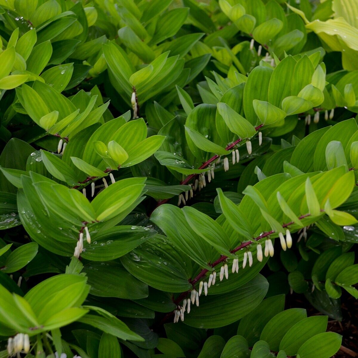 Polygonatum odoratum Ruby Slipper 5.25" Pot Well Rooted Perennial Solomon's Seal