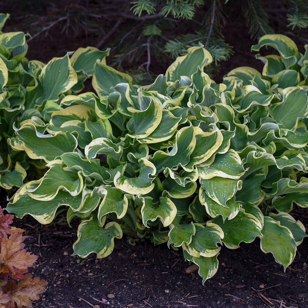 Hosta Wheee! Well Rooted 5.25" Pot Perennial Plant Hosta Shade Proven Winners