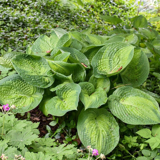 Hosta Paradigm Rooted 5.25" Pot Perennial Shade Colorful Variety Corrugated