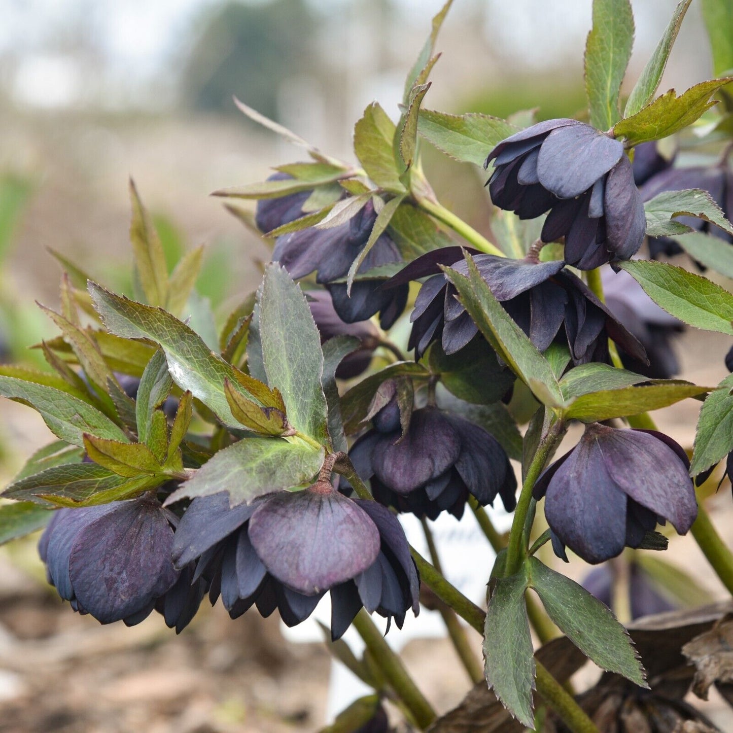 Hellebore 'Dark and Handsome' Well Rooted 5.25" Pot Perennial Plant Lenten Rose