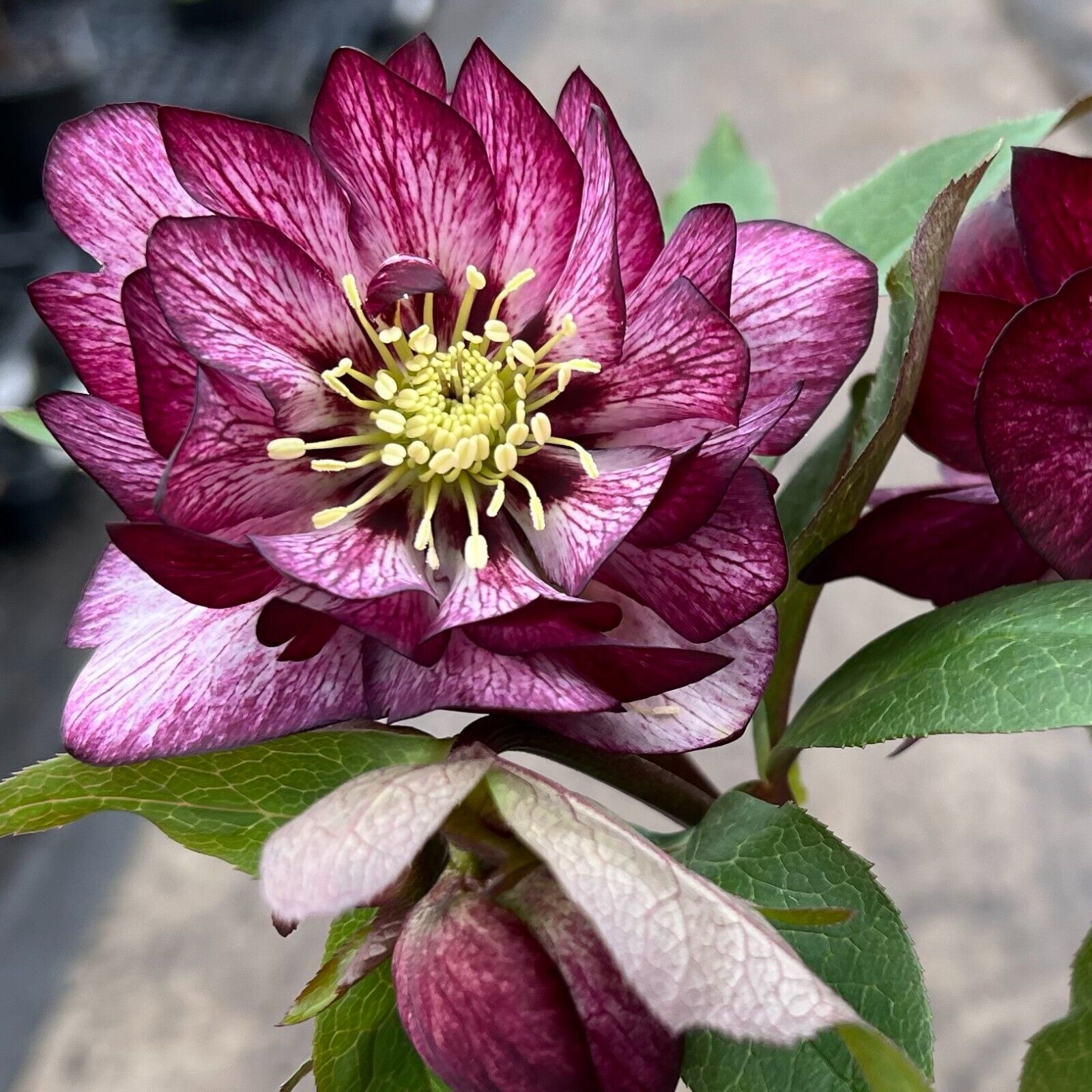 Hellebore 'Whirlwind Romance' Well Rooted 5.25" Pot Perennial Plant Lenten Rose