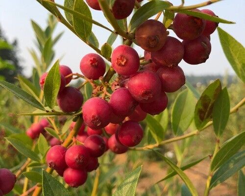 Pink Lemonade Blueberry Edible Fast Growing Fruit 5.25" Pot Perennial UNIQUE