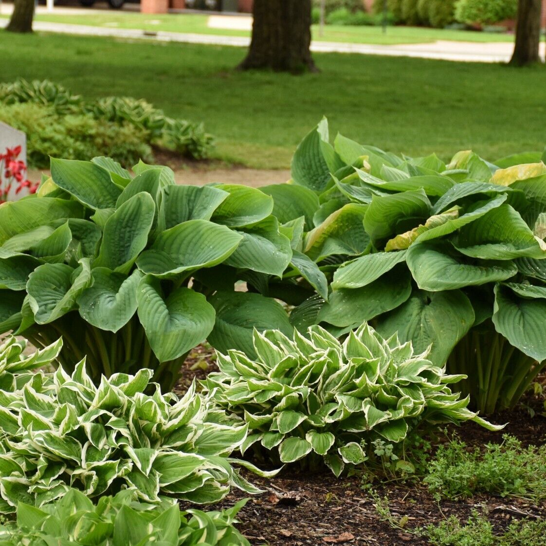 Hosta Empress Wu 5.25" Pot Perennial Shade Proven Winners Hosta of the Year 2023