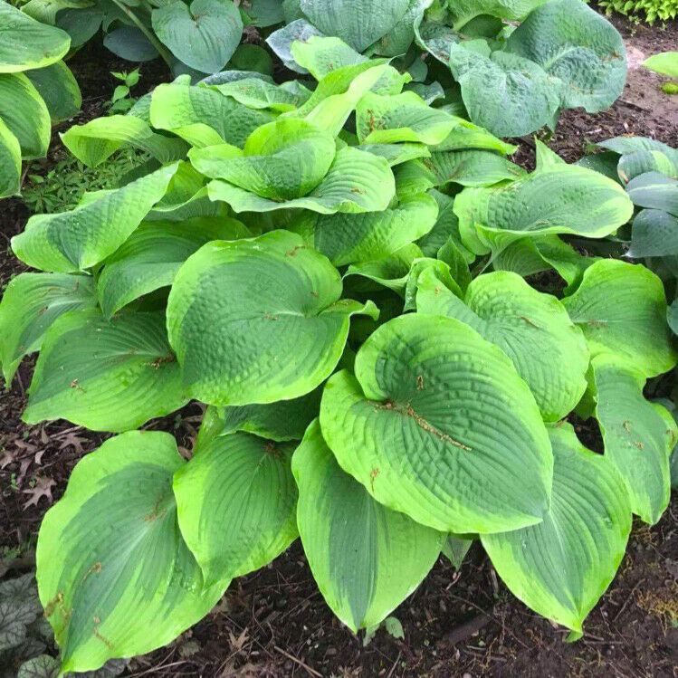 Hosta Twin Cities 5.25" Pot Well Rooted Perennial Shade Unusual Large