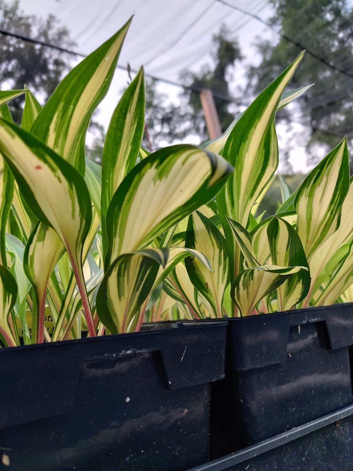 Hosta Cherry Berry Well Rooted 5.25" Pot Perennial Shade Unique Leaves Red Stems