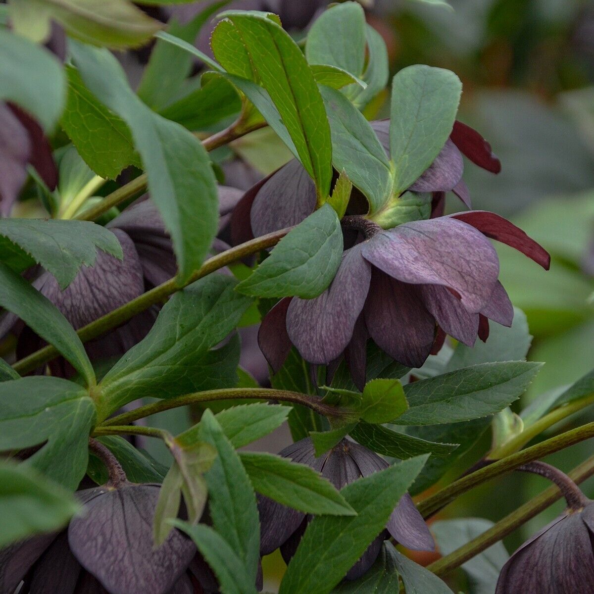 Hellebore 'Dashing Groomsmen' Well Rooted 5.25" Pot Perennial Plant Lenten Rose