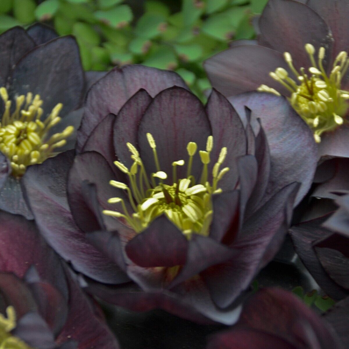 Hellebore 'Dark and Handsome' Well Rooted 5.25" Pot Perennial Plant Lenten Rose