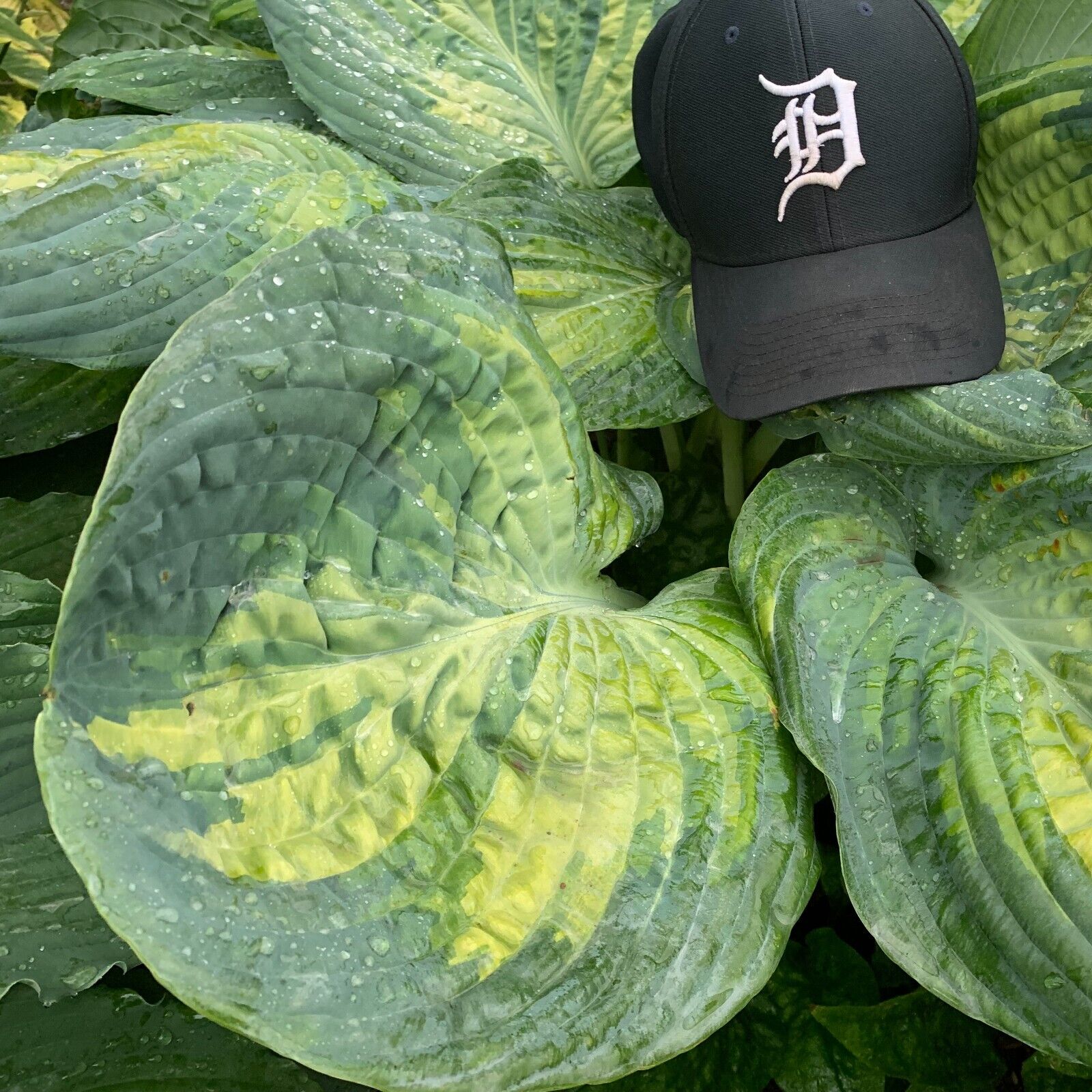 Hosta Sound of Music 5.25" Pot Well Rooted Perennial Shade Unique Huge Leaves