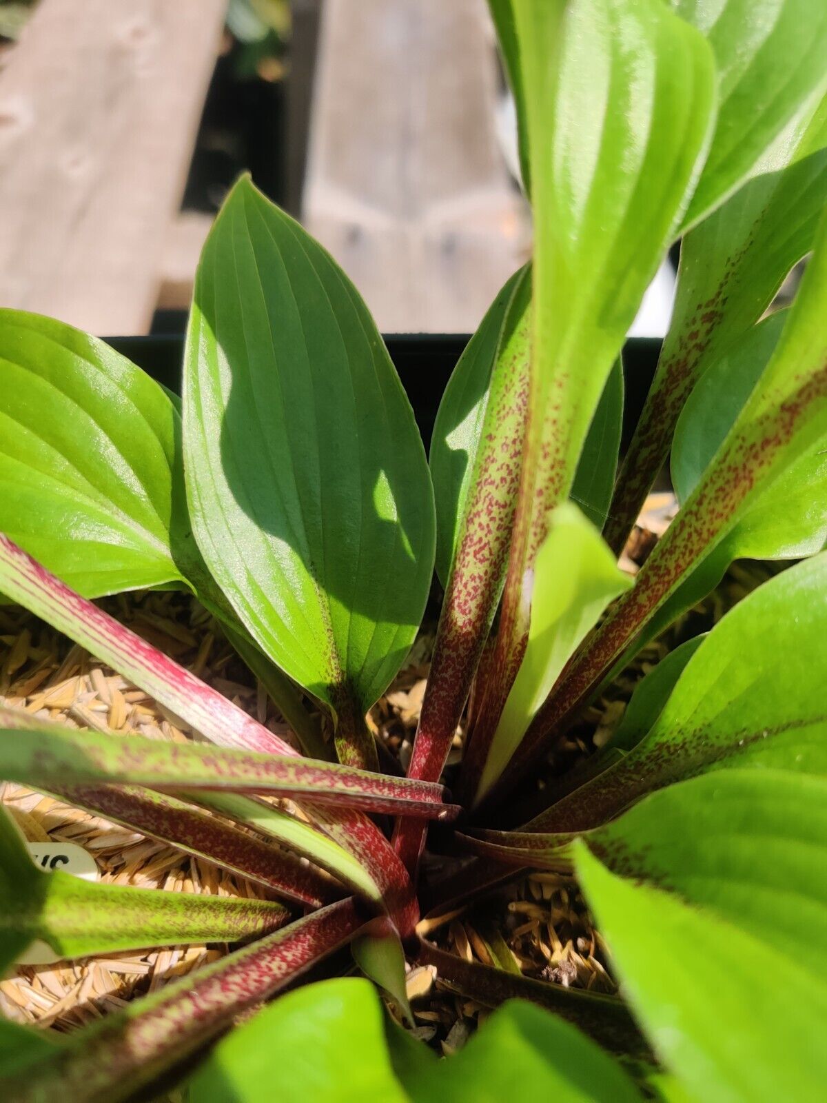 Hosta Xcuse Me Well Rooted 5.25" Pot Perennial  Plant Red Stems!