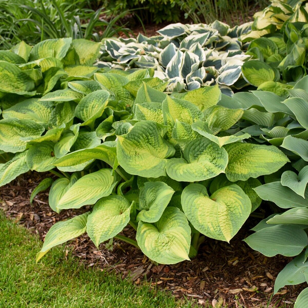 Hosta Brother Stefan 5.25" Pot Well Rooted Perennial Shade Plant Stunning