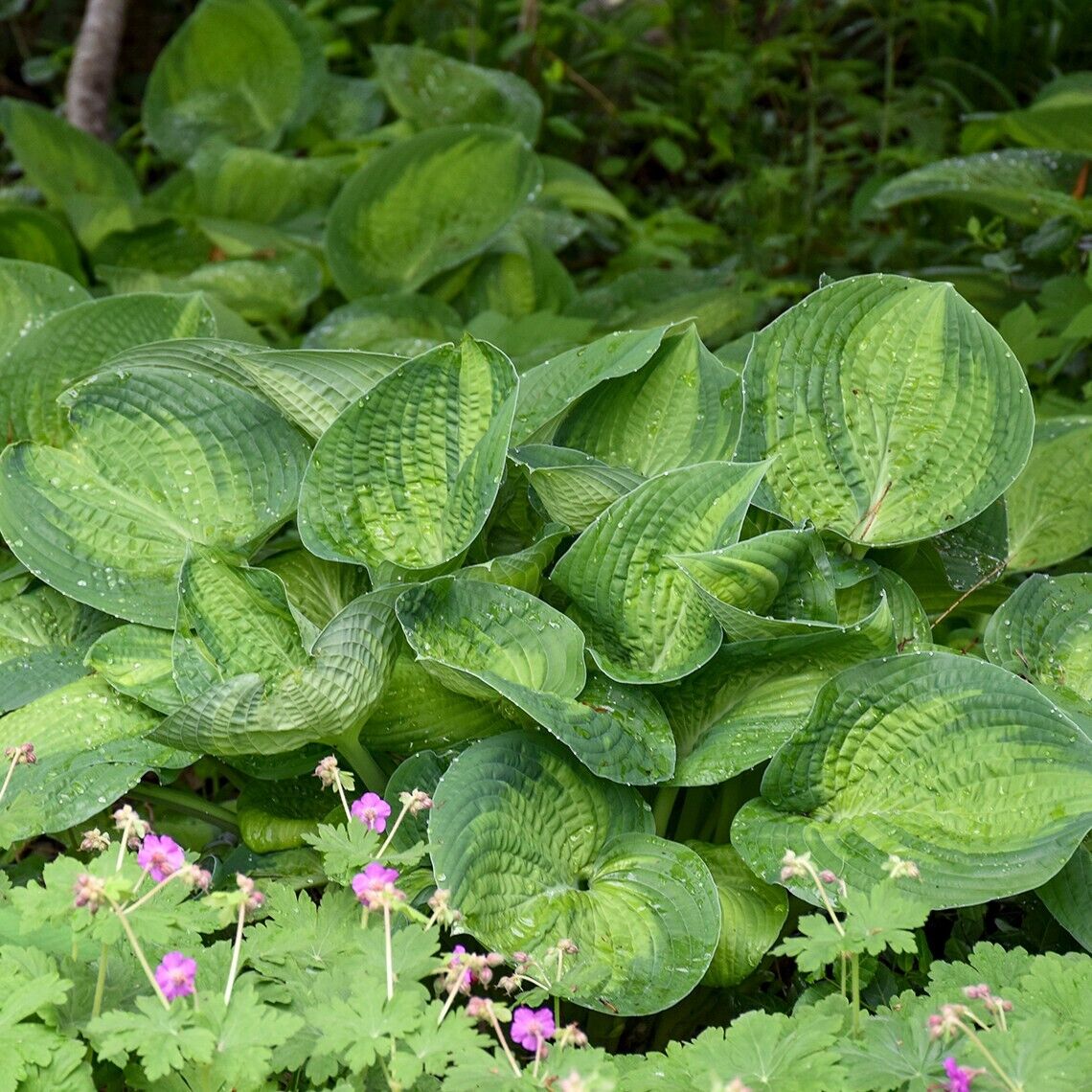 Hosta Paradigm Rooted 5.25" Pot Perennial Shade Colorful Variety Corrugated