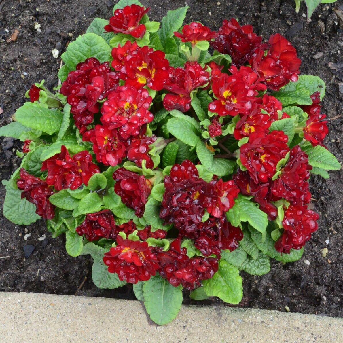Primula Belarina Valentine Well Rooted 5.25" Pot Perennial Plant Primrose