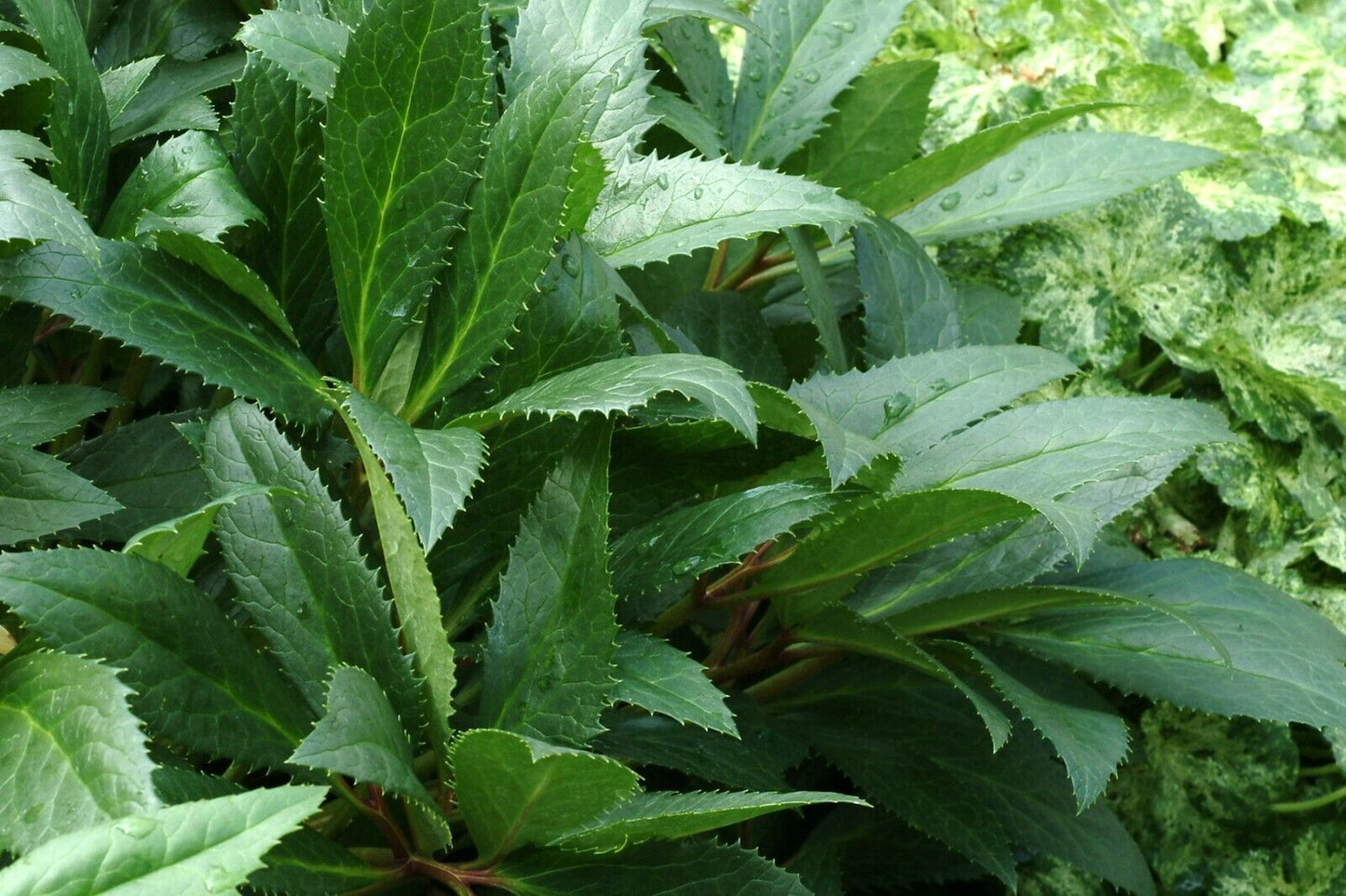 Hellebore 'Honeyhill Joy' Well Rooted 5.25" Pot Perennial Plant Lenten Rose