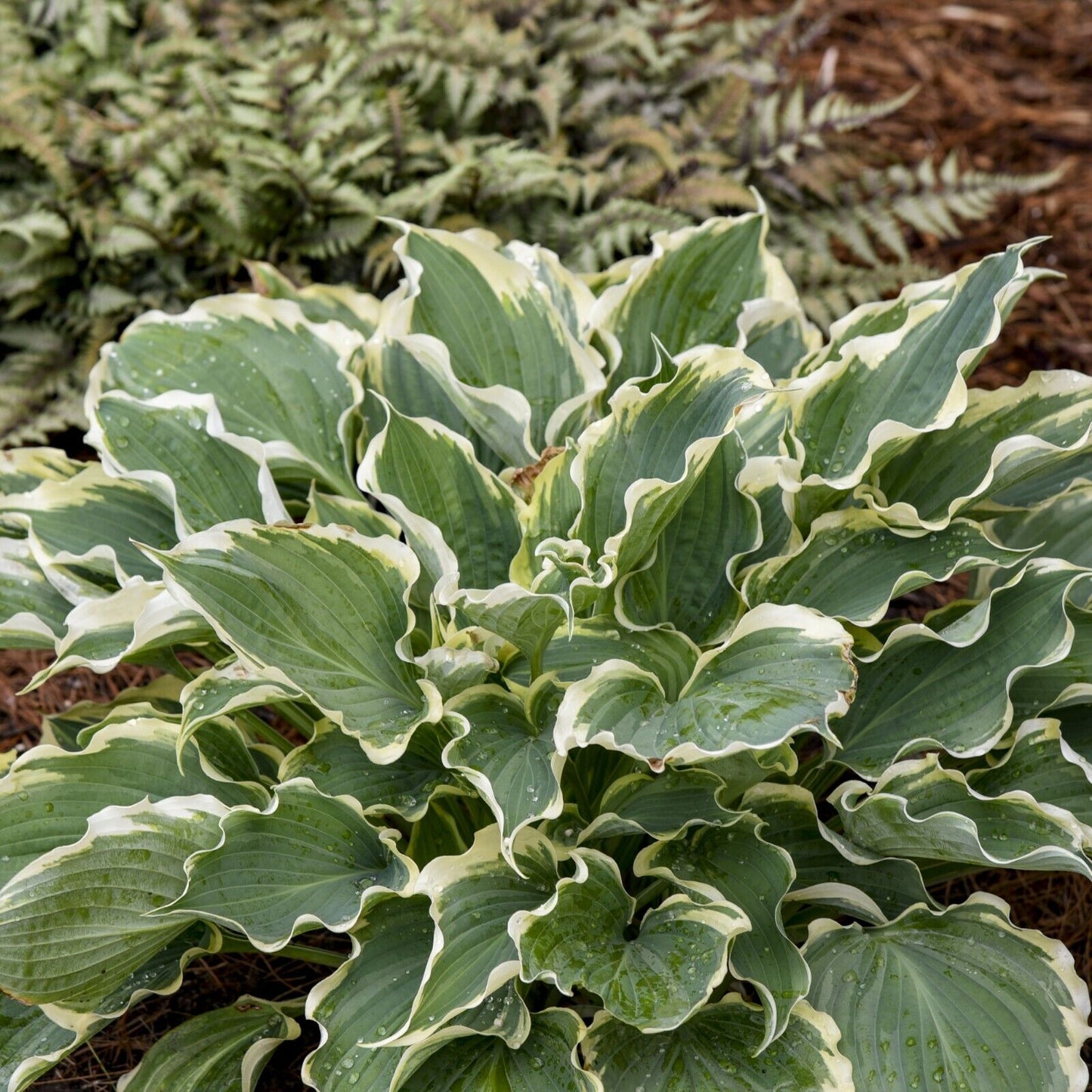 Hosta Hope Springs Eternal Well Rooted 5.25" Pot Perennial Proven Winners