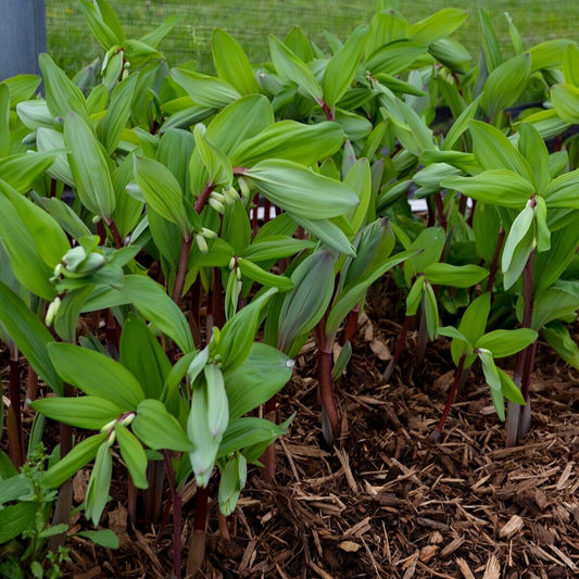 Polygonatum odoratum Ruby Slipper 5.25" Pot Well Rooted Perennial Solomon's Seal