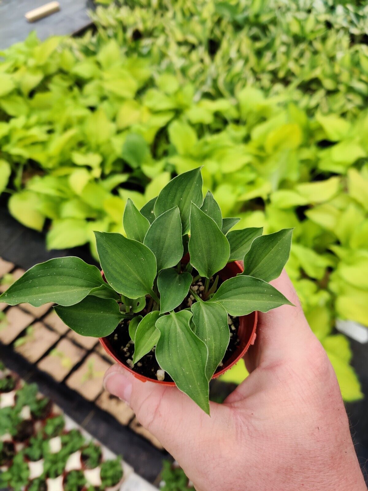 Hosta Rock Princess Well Rooted 2" Pot Perennial Shade True Miniature