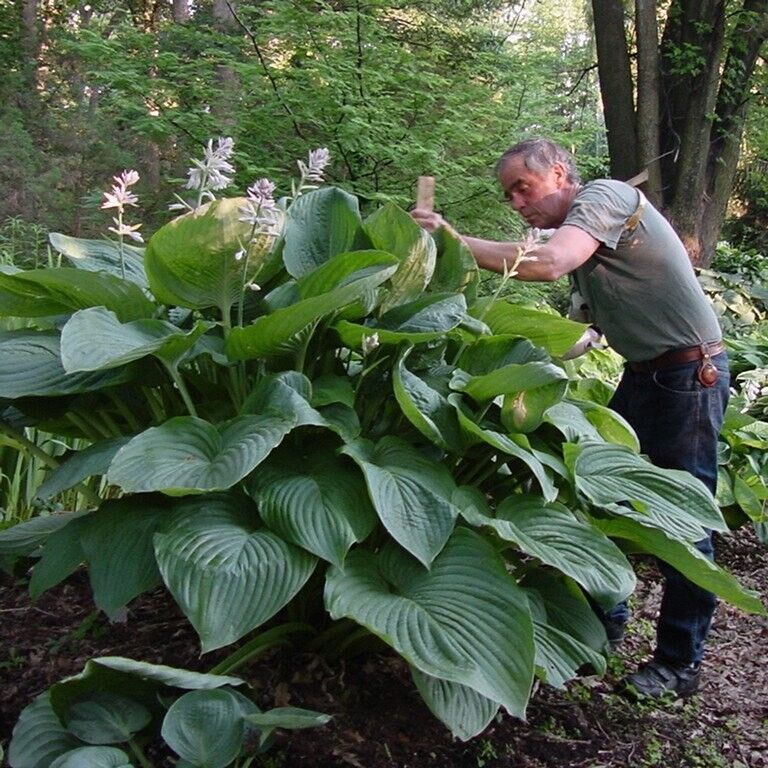 Hosta Empress Wu 5.25" Pot Perennial Shade Proven Winners Hosta of the Year 2023