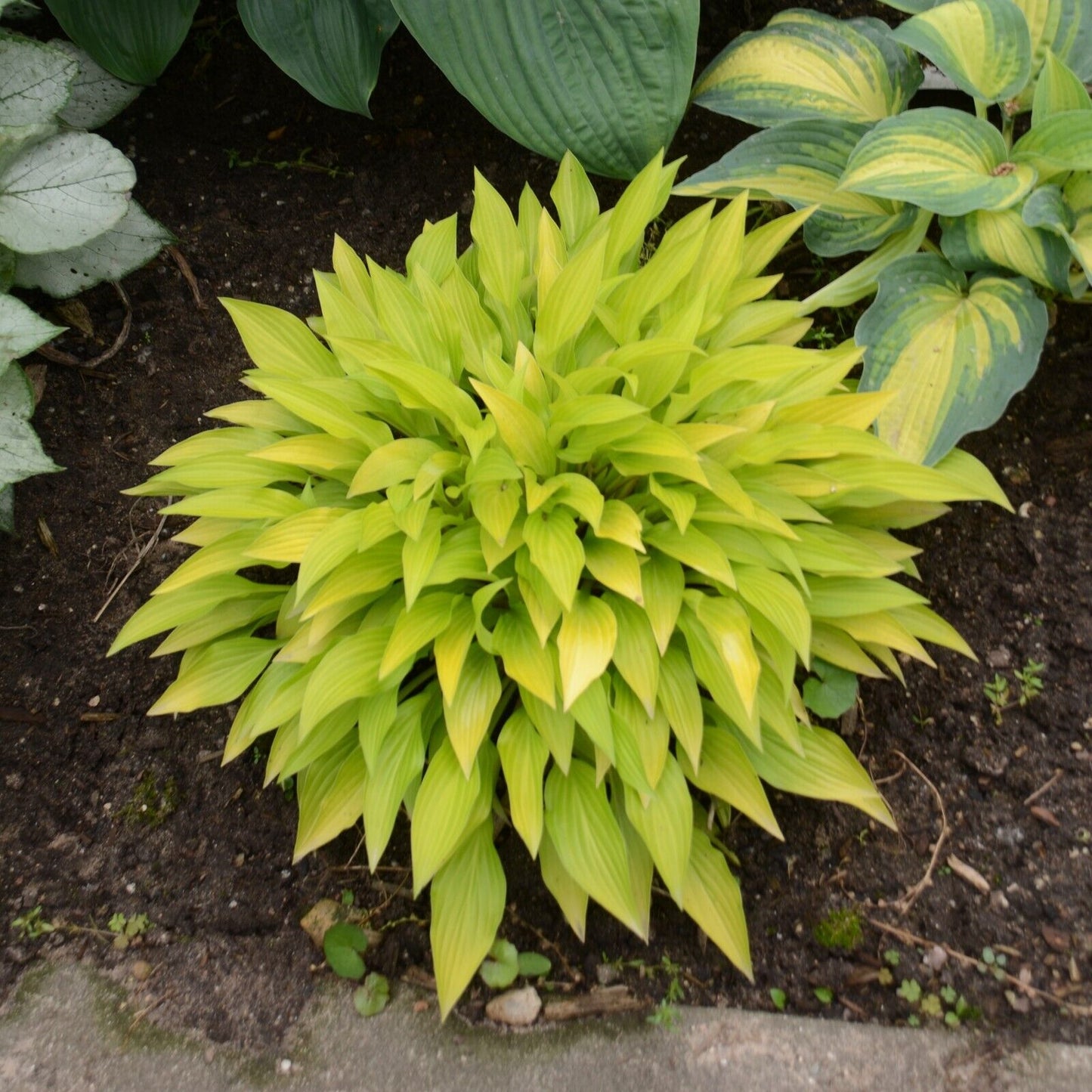 Hosta Munchkin Fire 5.25" Pot Well Rooted Perennial Shade Unusual Miniature