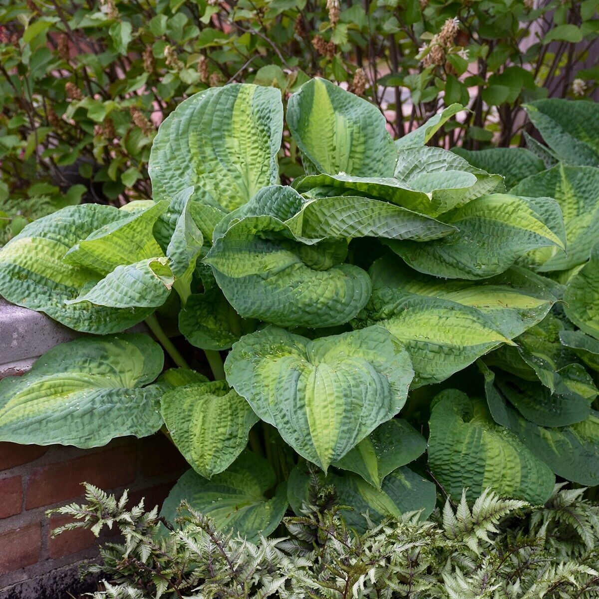 Hosta Brother Stefan 5.25" Pot Well Rooted Perennial Shade Plant Stunning