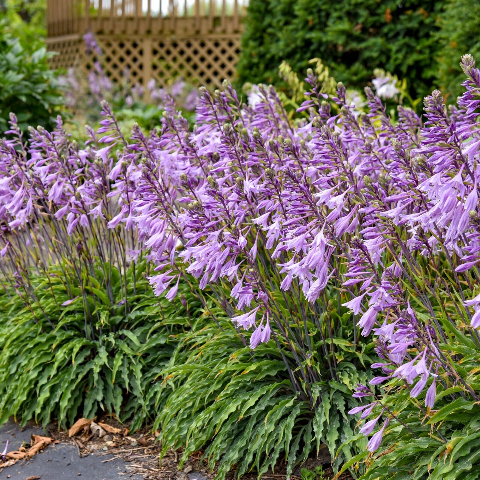 Hosta Silly String 5.25" Pot Well Rooted Perennial Shade Plant Unusual Leaves