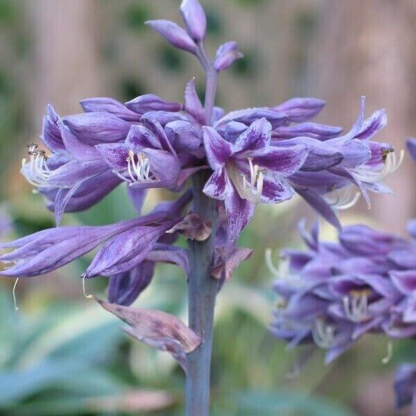 Hosta Evening Blush 5.25" Pot Well Rooted Perennial Shade Interesting Flowers