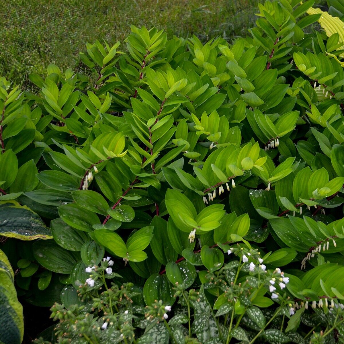 Polygonatum odoratum Ruby Slipper 5.25" Pot Well Rooted Perennial Solomon's Seal