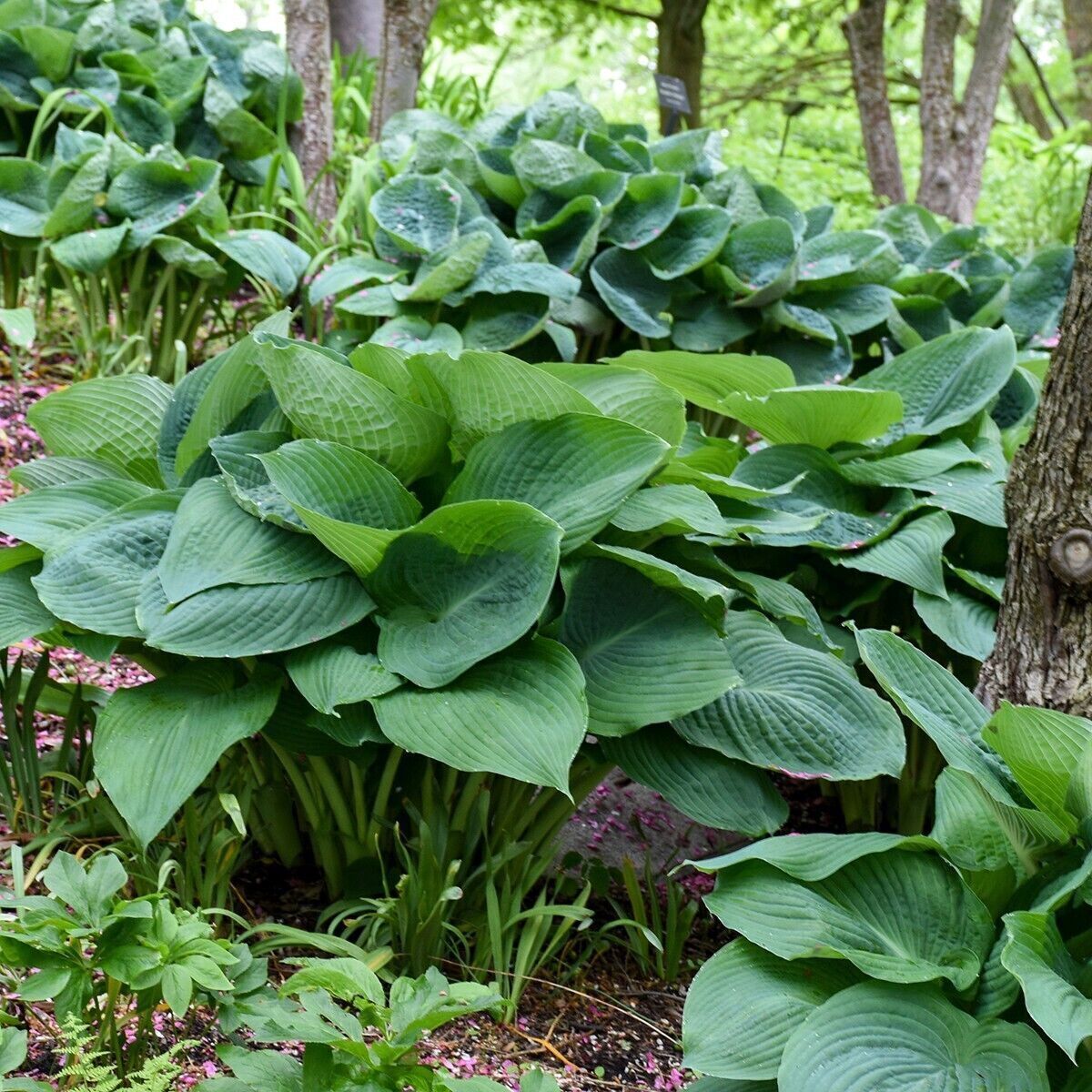Hosta Big Daddy Well Rooted 5.25" Pot Perennial Shade Plant NOT A STARTER PLUG