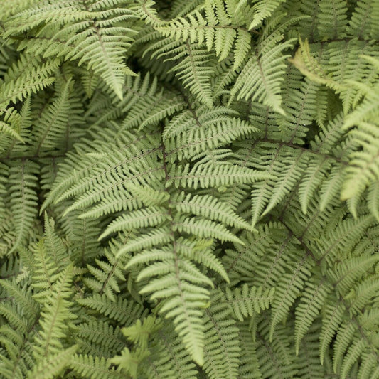Athyrium 'Ghost' 5.25" Pot Perennial Fern Shade Plant Hybrid Hosta