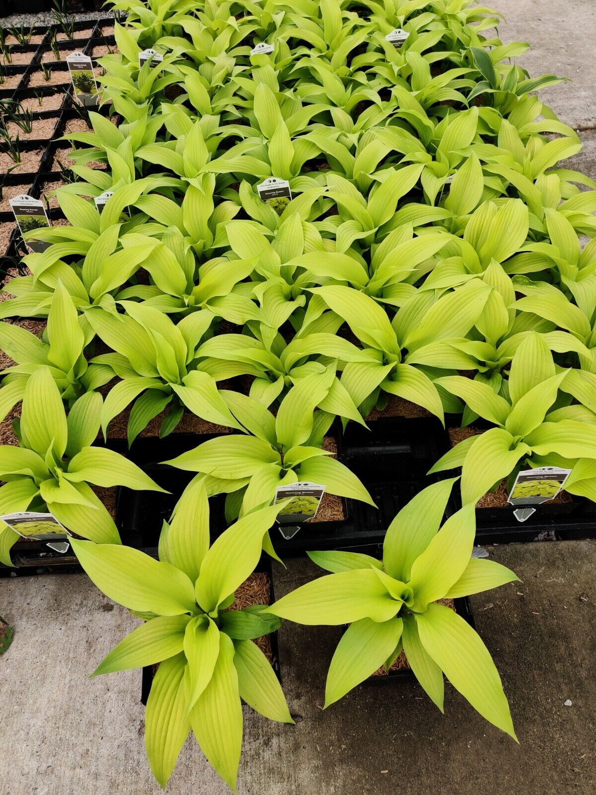 Hosta Dancing Queen Well Rooted 5.25" Pot Perennial Shade Bright and Colorful