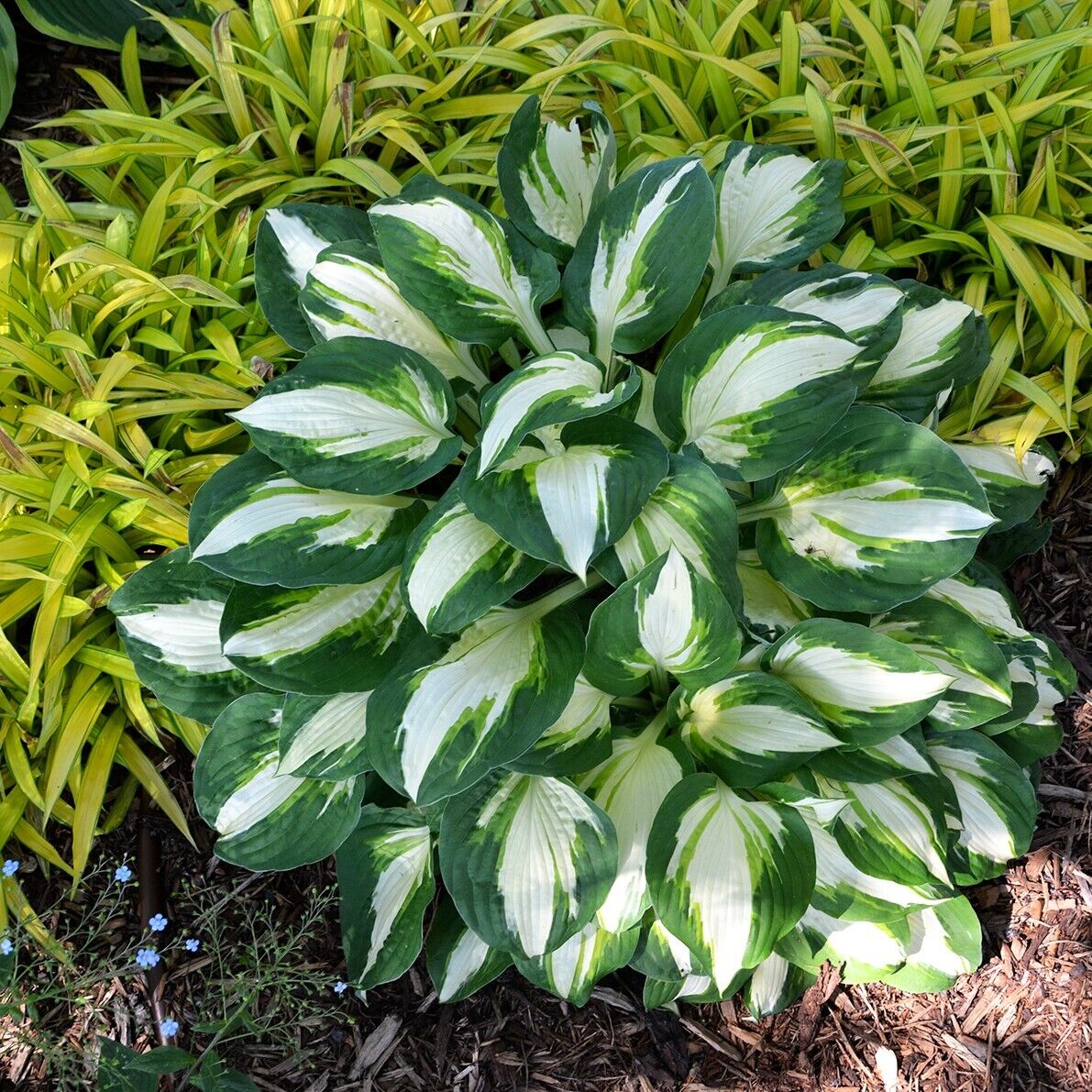 Hosta Vulcan Well Rooted 5.25" Pot Perennial Shade Hardy Plant